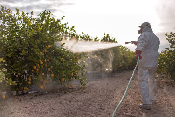 Best Pest Prevention Services  in Hico, TX